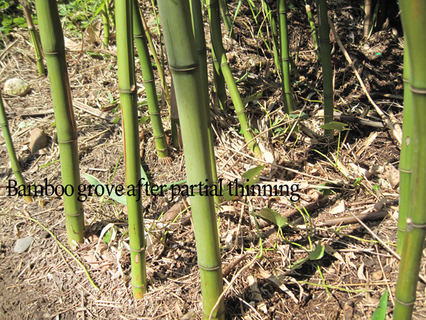 bamboo seattle