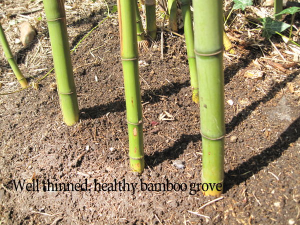 bamboo seattle