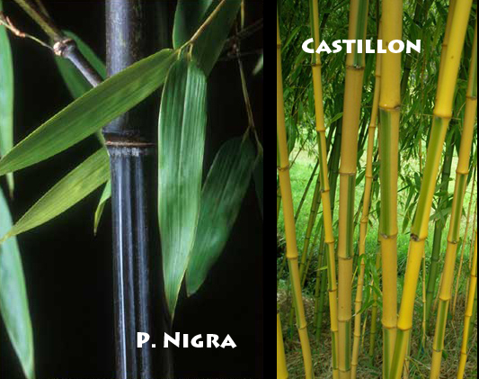 P Nigra and Castillon
