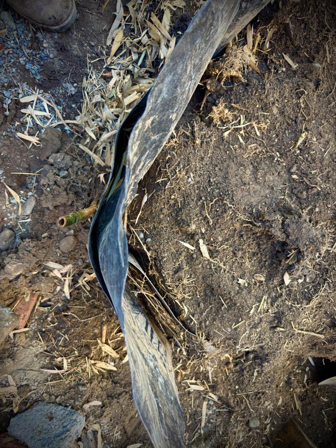 Black plastic bamboo barrier standing edge-up in a trench, doubled back on itself, a cut green culm visible in the seam