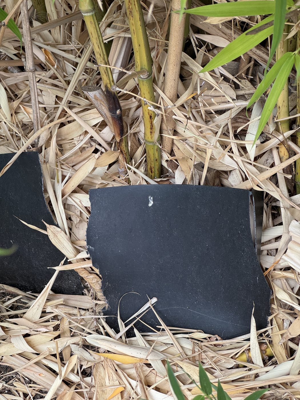 A broken black plastic bamboo root barrier standing among bamboo canes and dry leaf litter