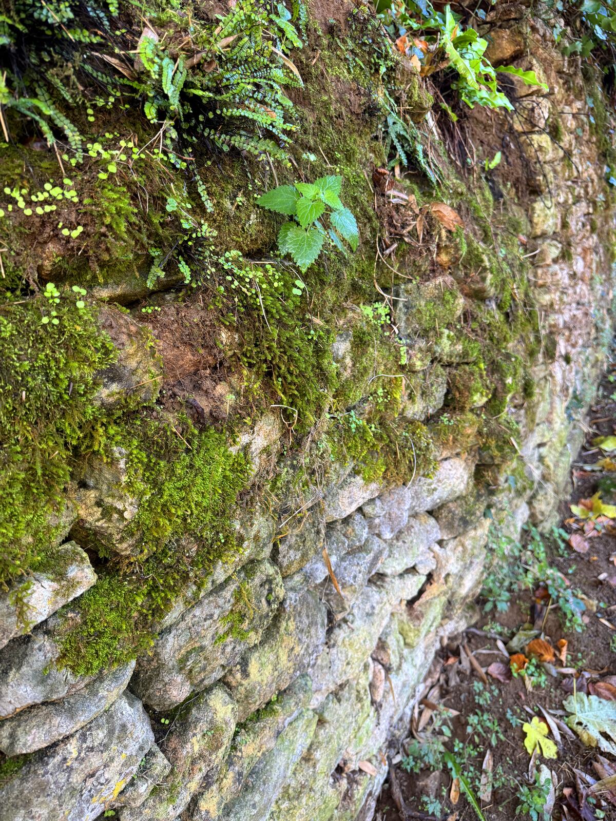 Bulge forming in a centuries-old dry stone wall pushed outward by underground bamboo rhizomes