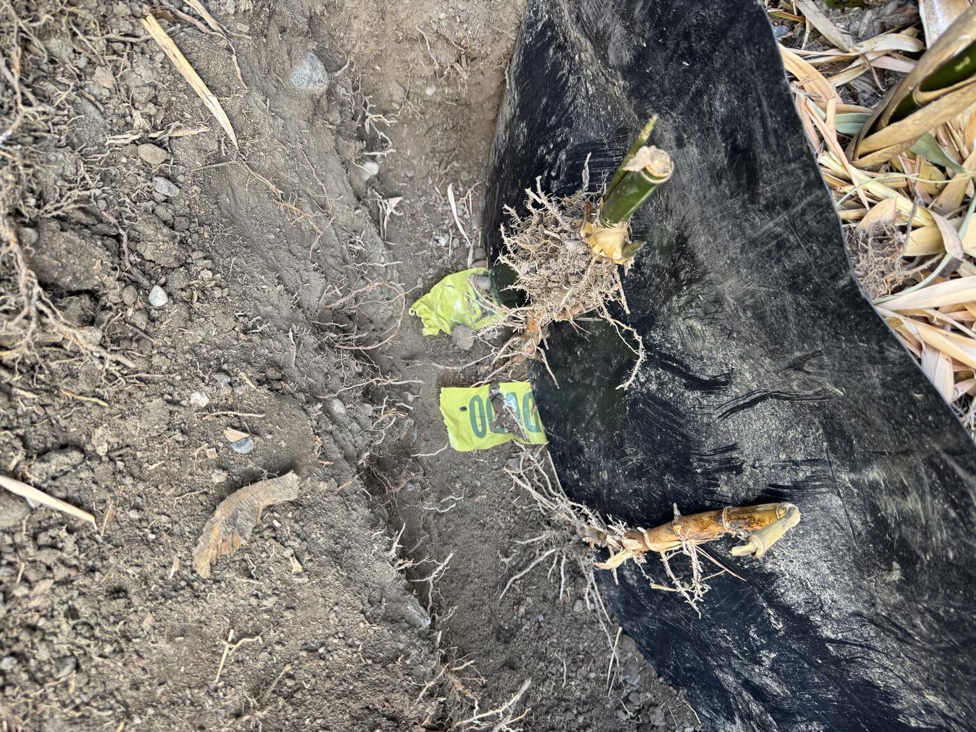 Open trench alongside black bamboo barrier with yellow tape marking the barrier's bottom edge and rhizomes growing out from under it