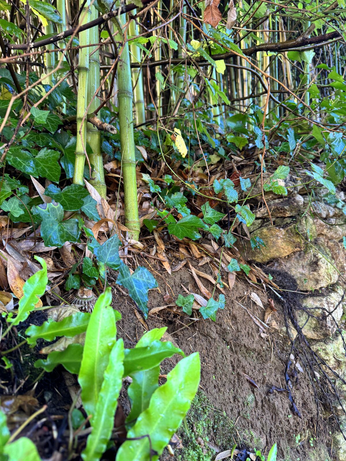 Close-up of displaced stones in a garden wall, repair estimated at 2,350 euros by a contractor