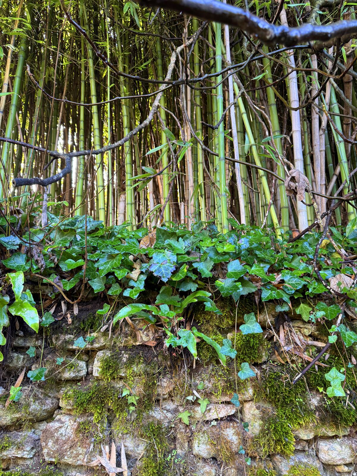 Phyllostachys aurea grove above a moss-covered stone wall in the Dordogne
