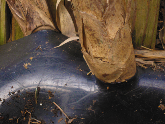 Bamboo shoot coming through plastic barrier