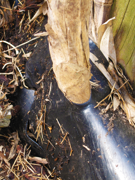 Bamboo emerging at base of plastic barrier