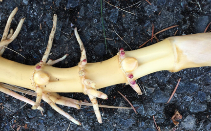 Excavated bamboo rhizome showing nodes and buds