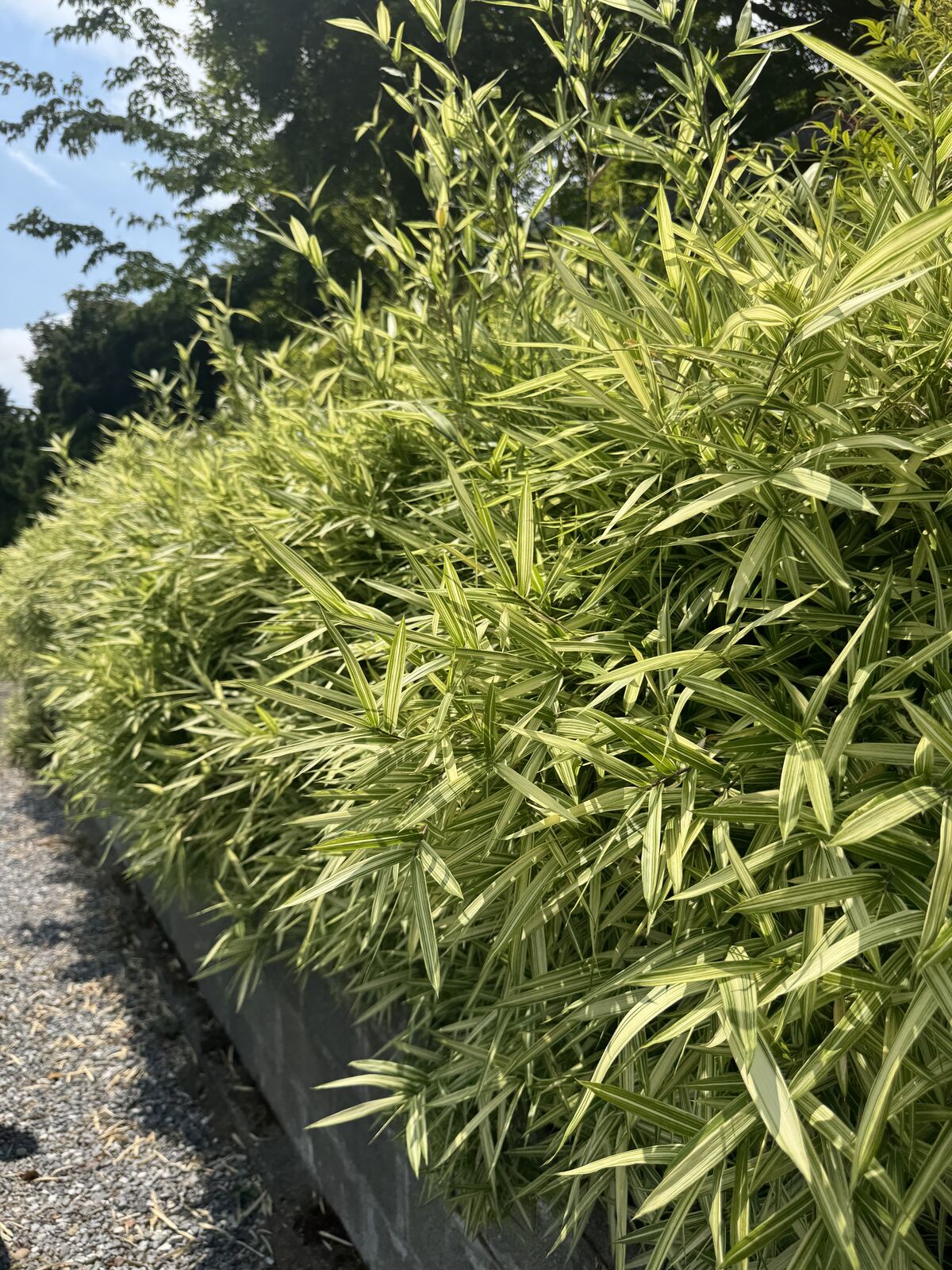 A dense hedge of variegated dwarf bamboo spreading along a low concrete wall